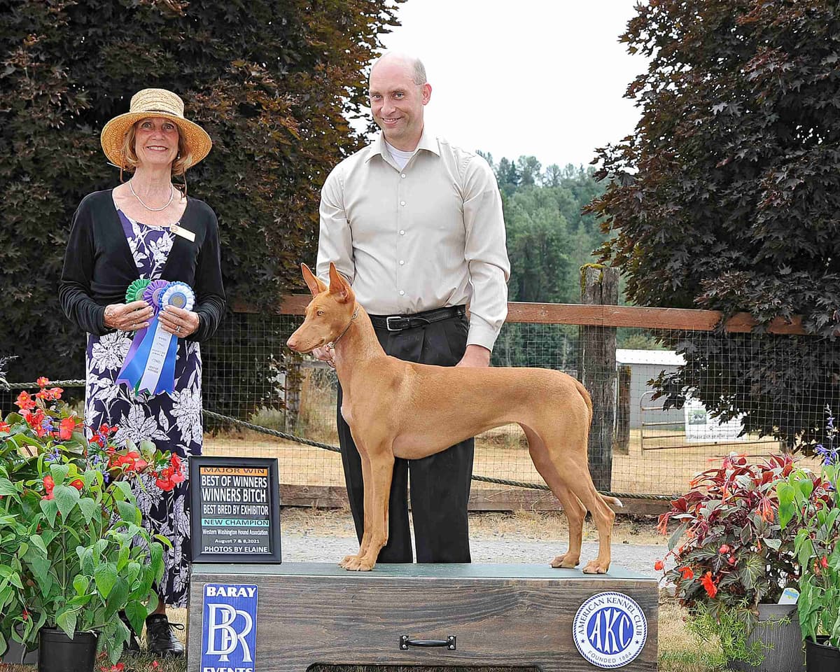 Pharaoh Hound Puppies breeder image 8