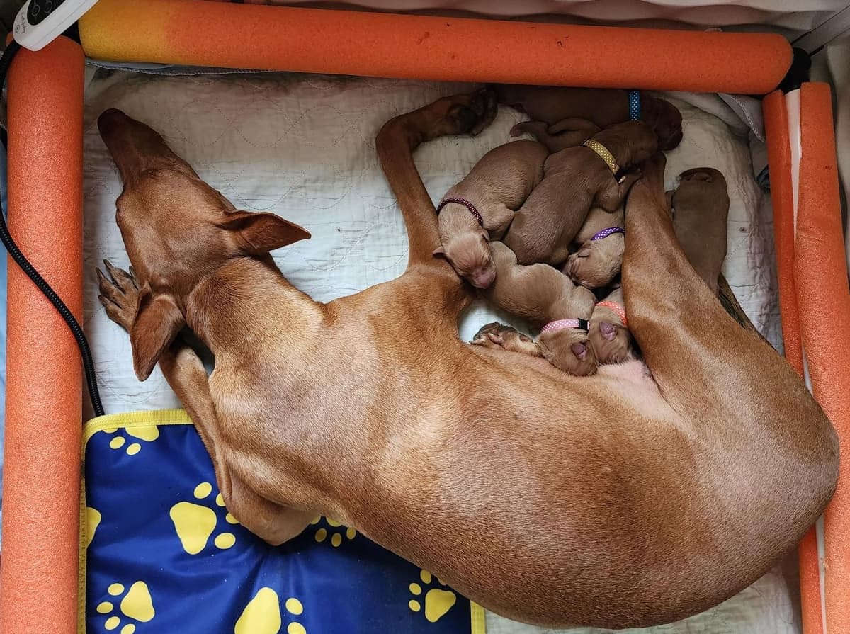 Pharaoh Hound Puppies breeder image 9