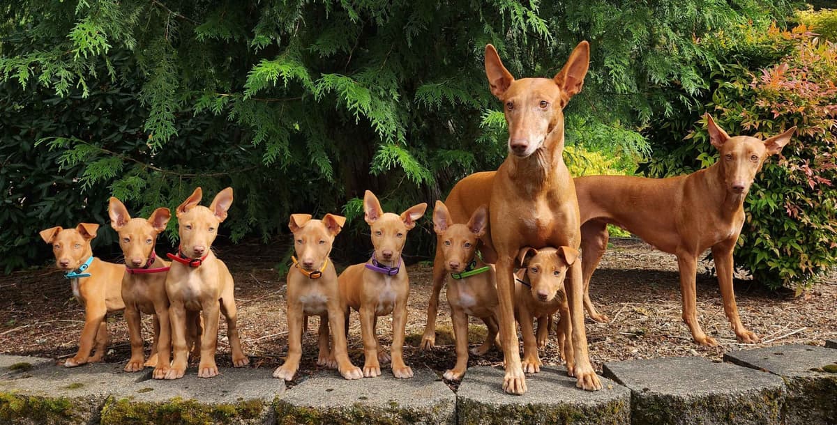 Pharaoh Hound Puppies breeder image 3