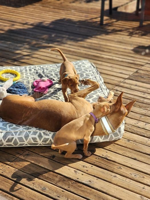 Pharaoh Hound Puppies breeder image 6