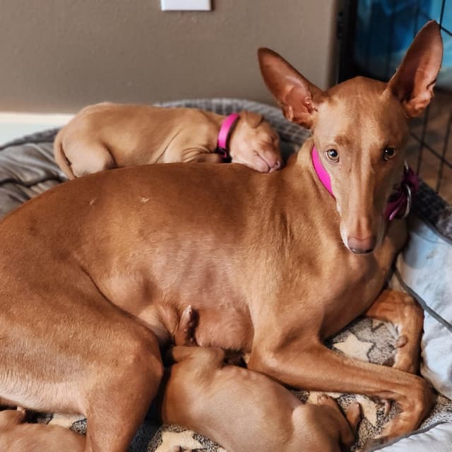 Pharaoh Hound Puppies media 4