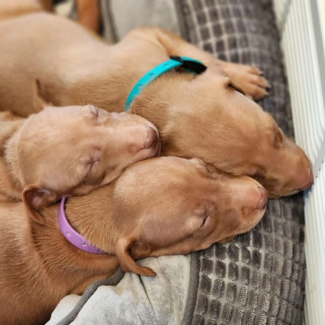 Pharaoh Hound Puppies media 6