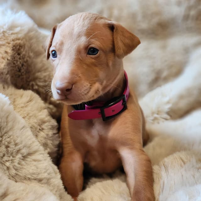 Pharaoh Hound Puppies media 7