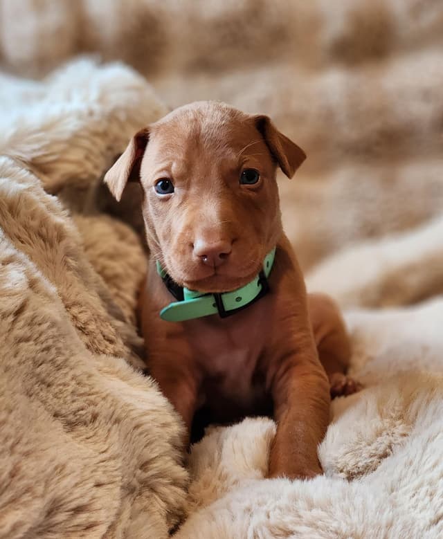 Pharaoh Hound Puppies media 8