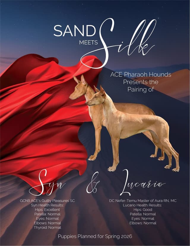 Pharaoh Hound Puppies media 9