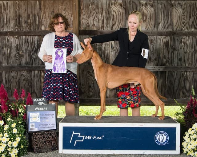Pharaoh Hound Puppies media 2
