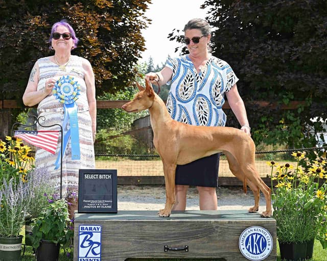 Pharaoh Hound Puppies media 3