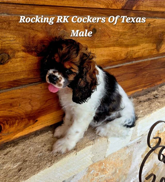 Cocker Spaniel Puppies media 2
