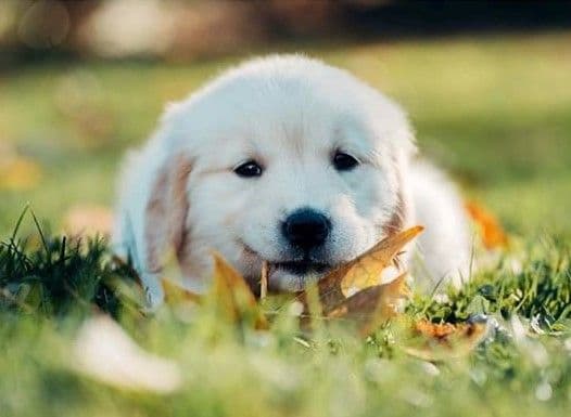 Golden Retriever Puppies breeder image 1
