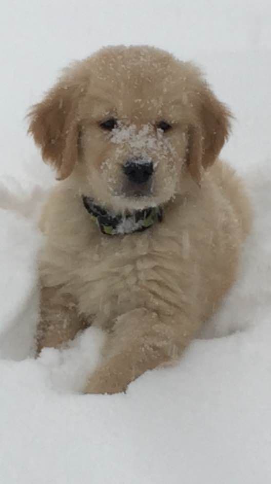 Golden Retriever Puppies breeder image 3