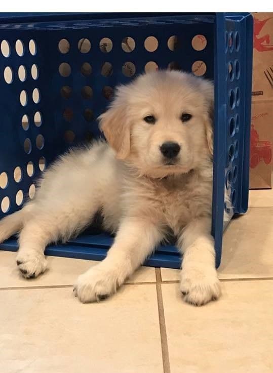Golden Retriever Puppies breeder image 4