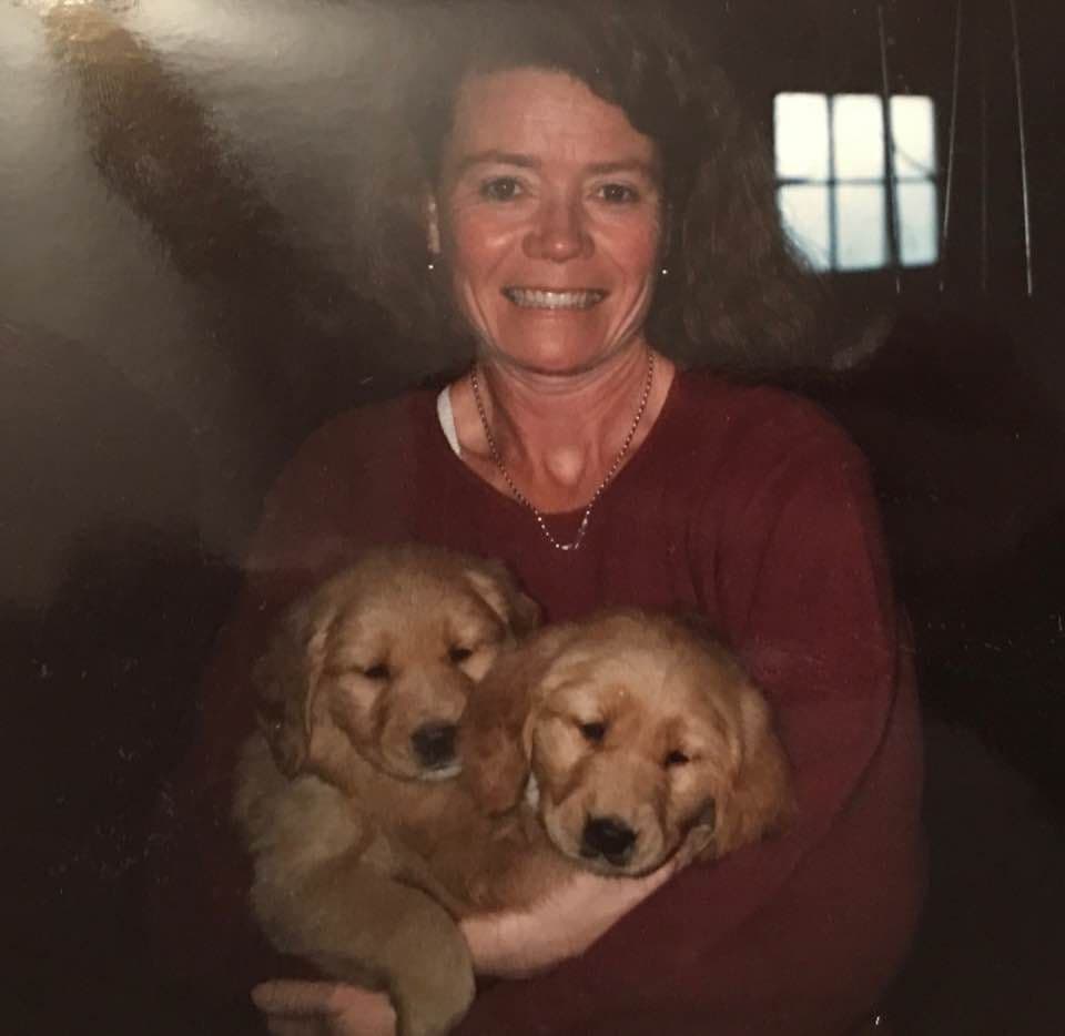 Golden Retriever Puppies breeder image 5