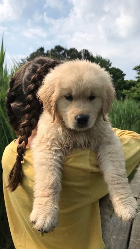 Golden Retriever Puppies breeder image 10
