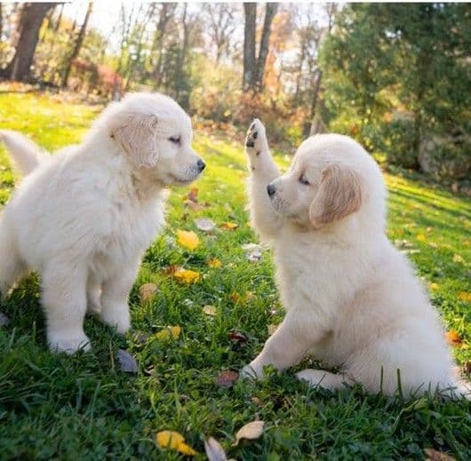 Golden Retriever Puppies breeder image 6