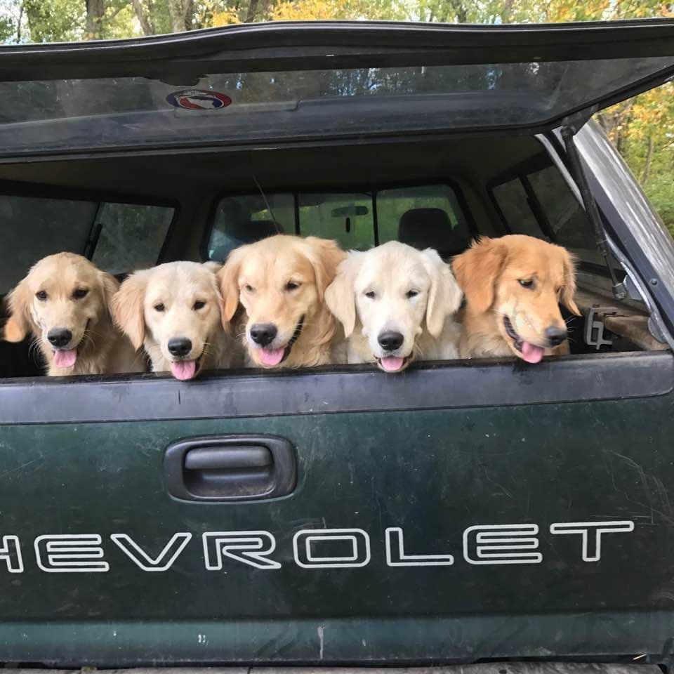 Golden Retriever Puppies breeder image 8