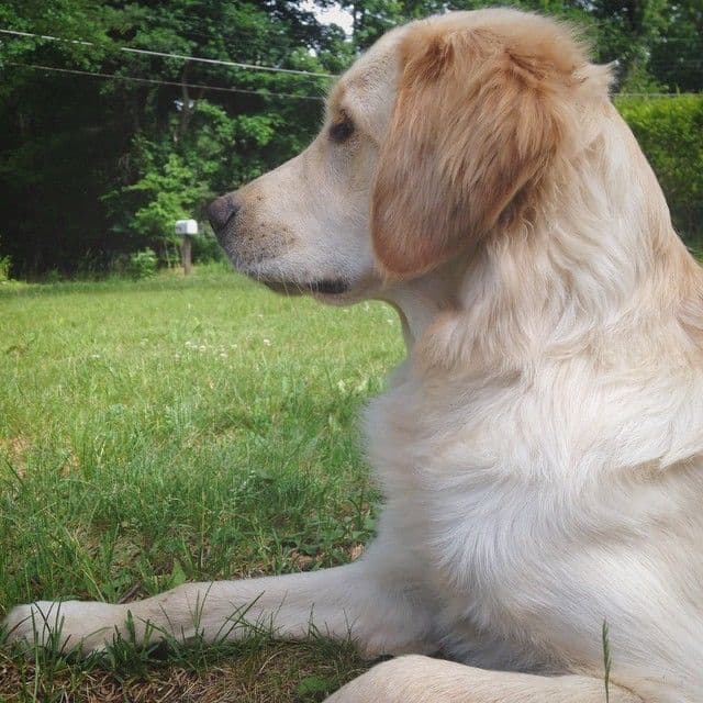 Golden Retriever Puppies breeder image 7
