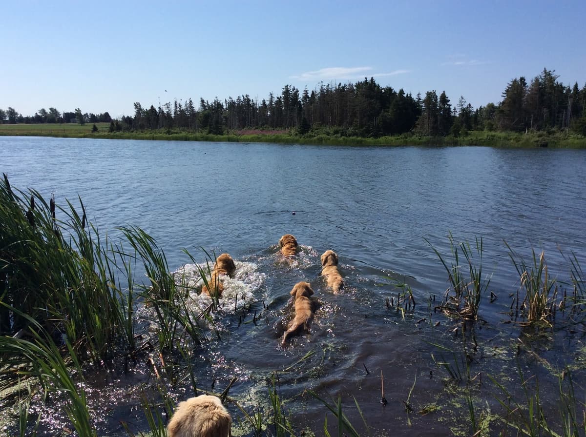 Golden Retriever Puppies breeder image 14