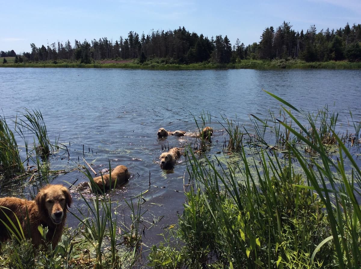 Golden Retriever Puppies breeder image 15