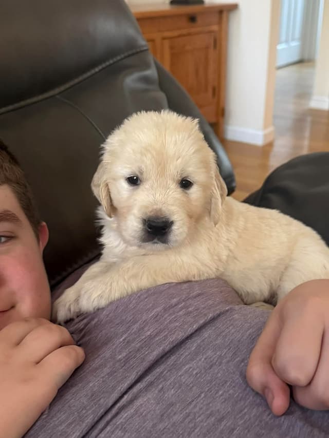 Golden Retriever Puppies media 2