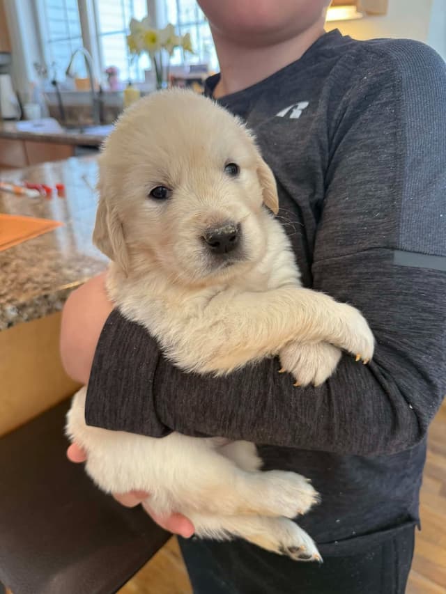 Golden Retriever Puppies media 3