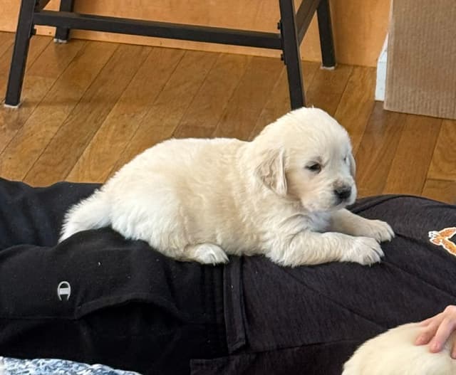 Golden Retriever Puppies media 4