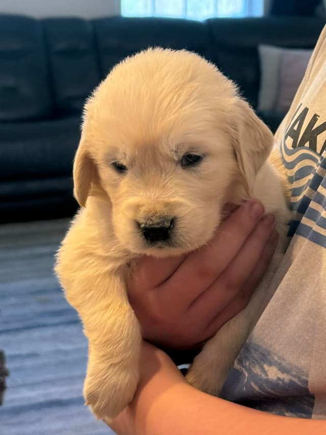 Golden Retriever Puppies media 5