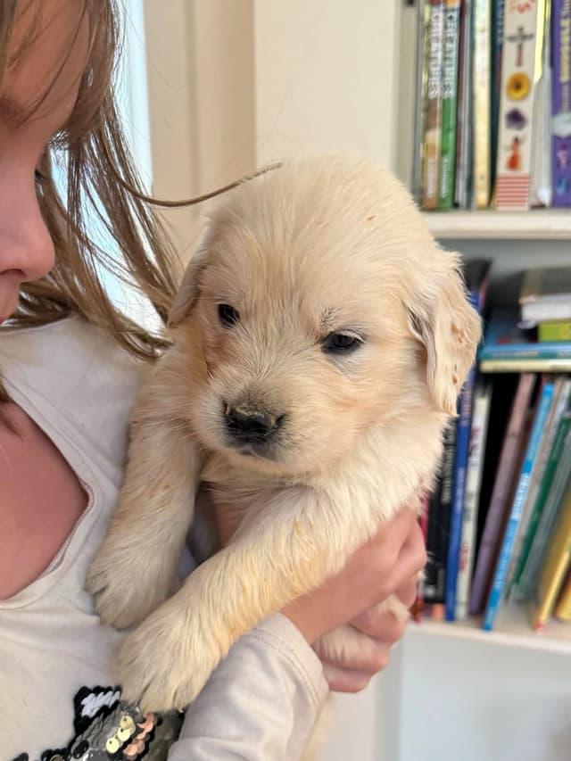 Golden Retriever Puppies media 6