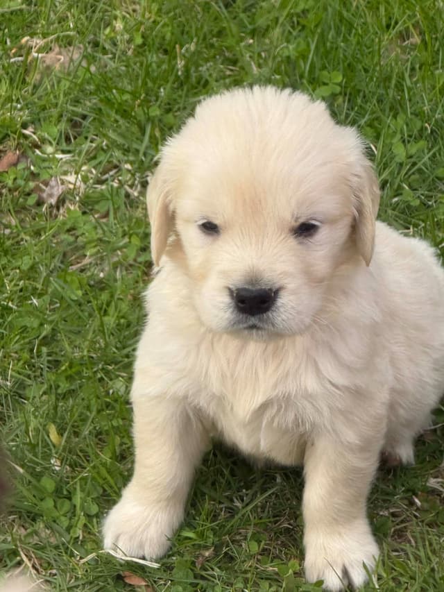 Golden Retriever Puppies media 7