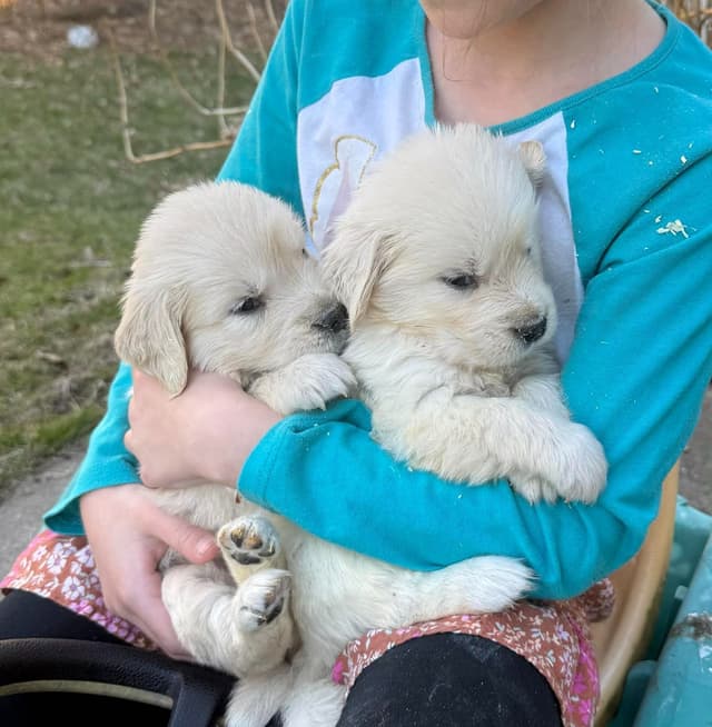 Golden Retriever Puppies media 8