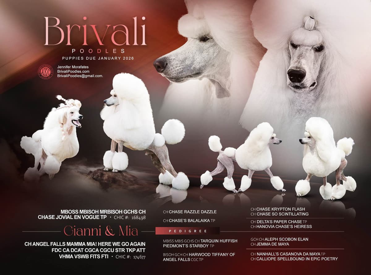 Standard Poodle Puppies breeder image 1
