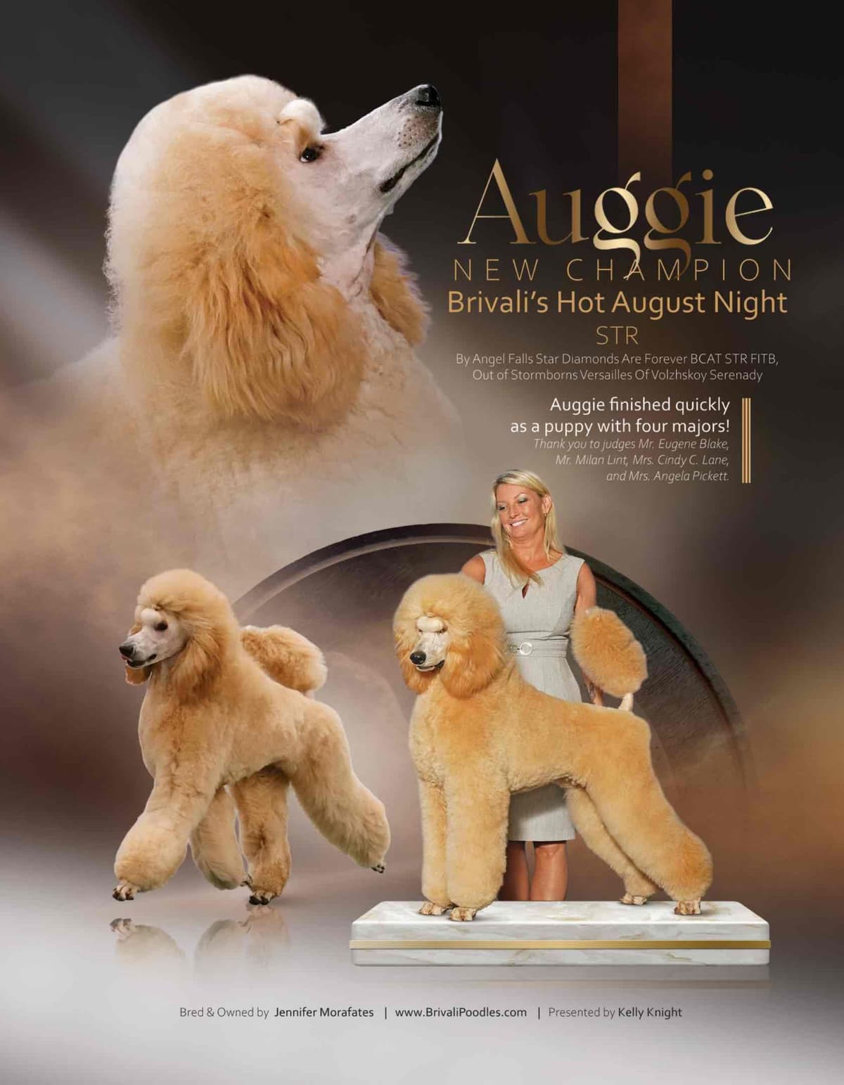 Standard Poodle Puppies breeder image 2