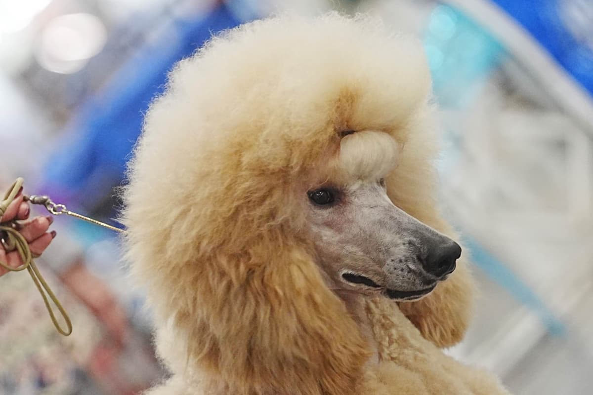 Standard Poodle Puppies breeder image 4
