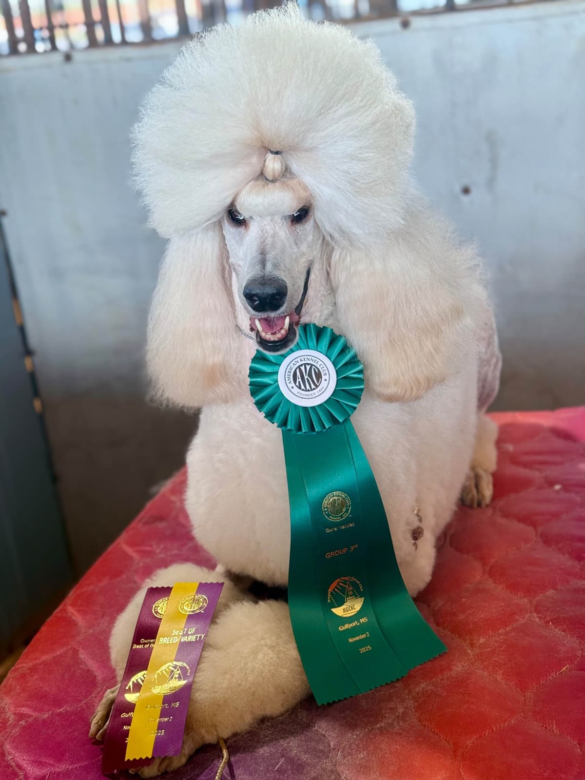 Standard Poodle Puppies breeder image 5