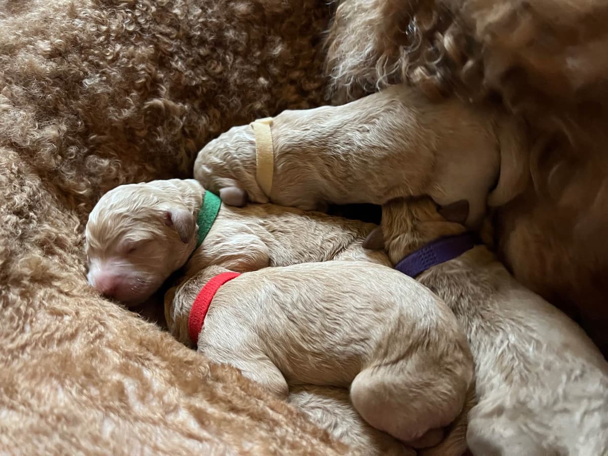 Standard Poodle Puppies breeder image 6
