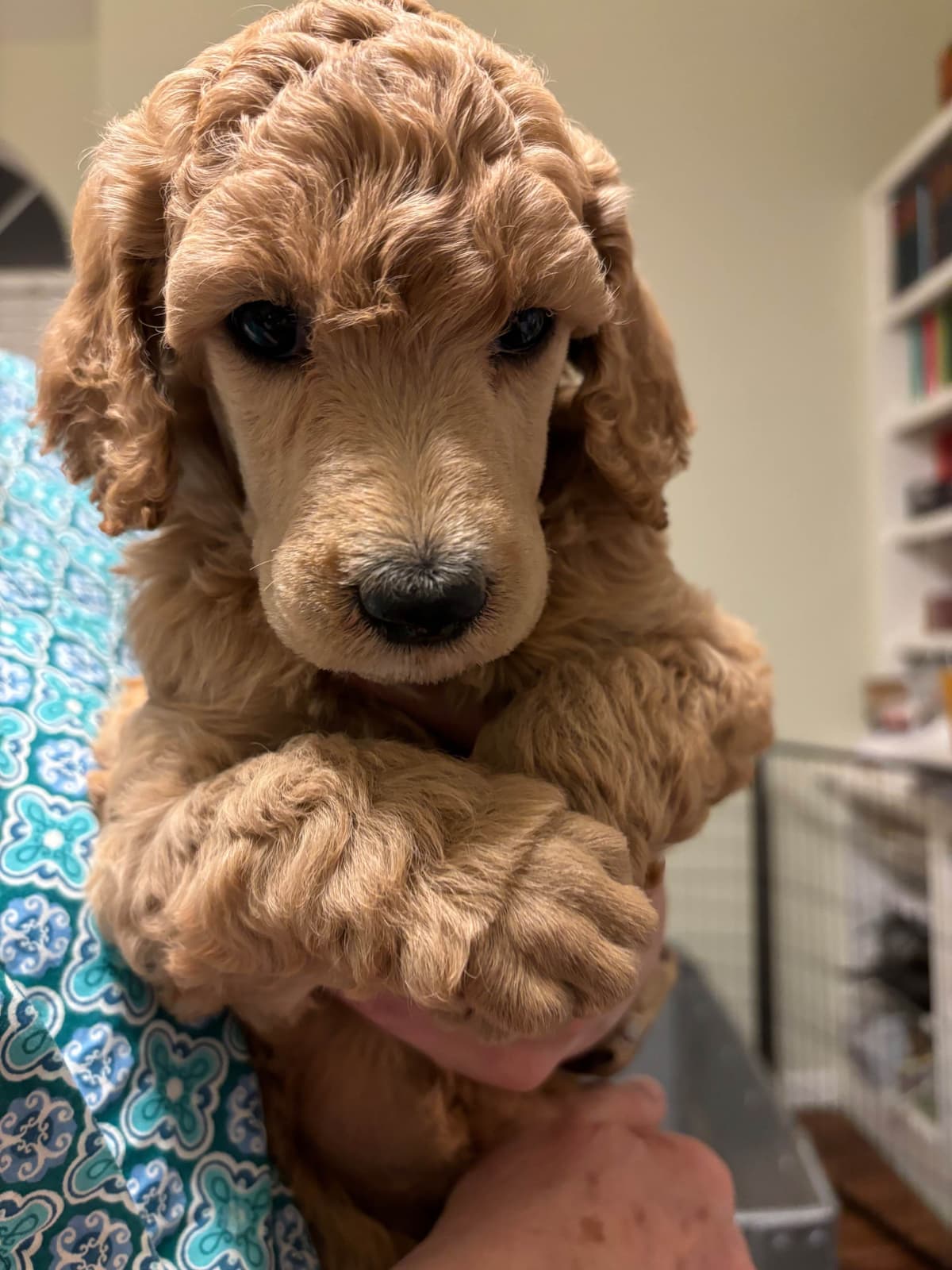 Standard Poodle Puppies breeder image 7