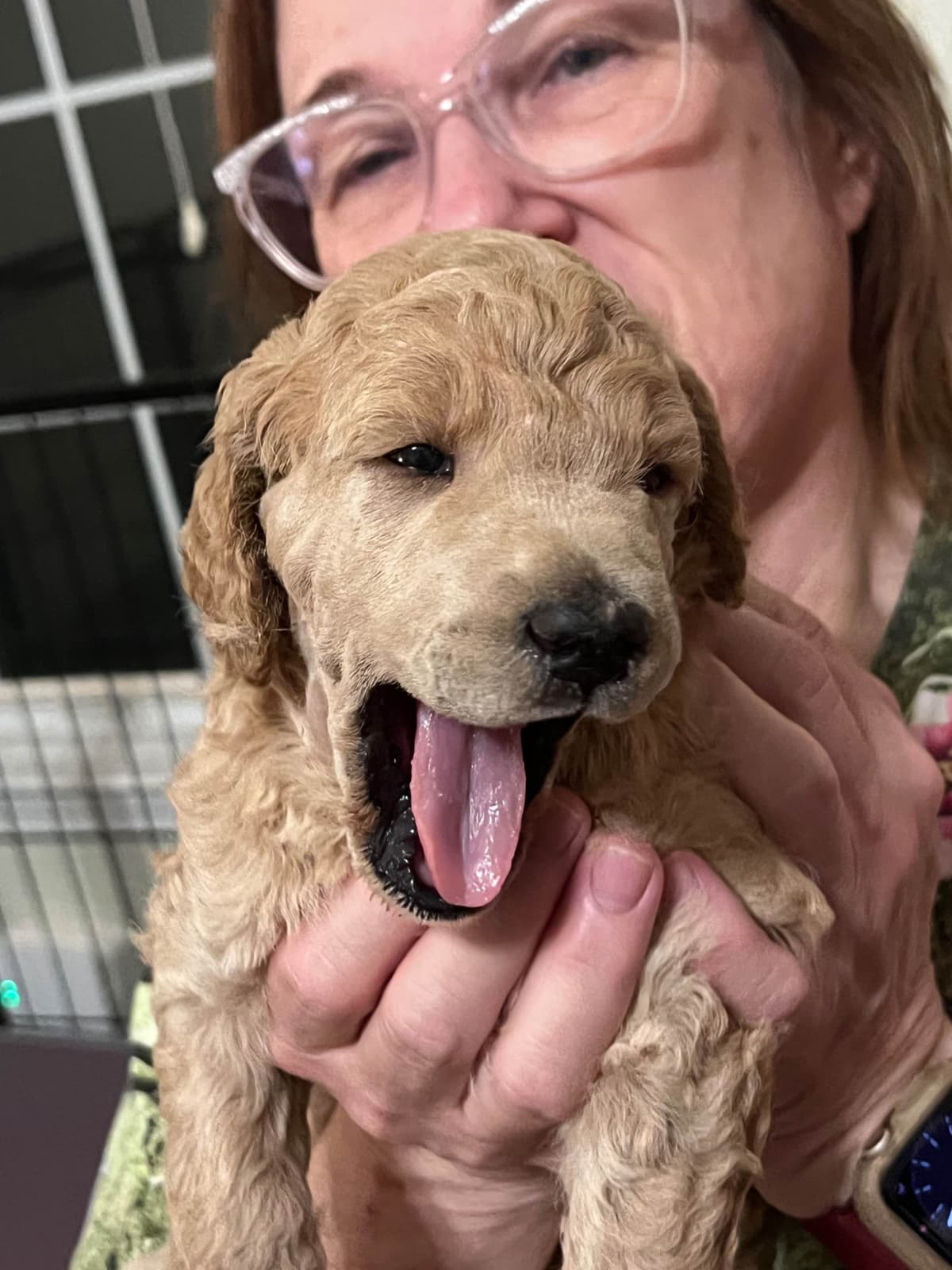 Standard Poodle Puppies breeder image 8