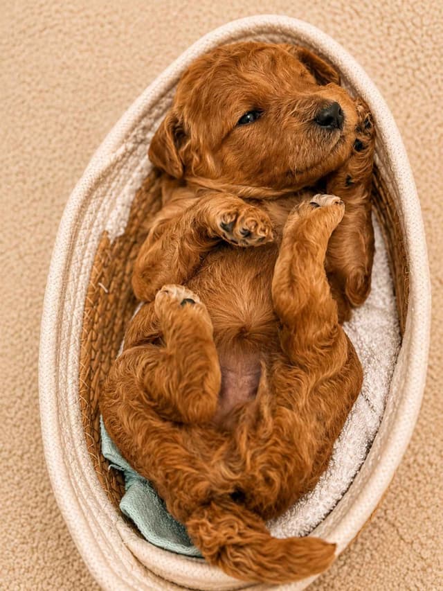 Standard Poodle Puppies media 6