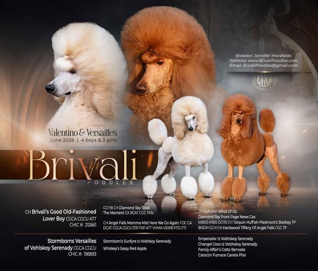 Standard Poodle Puppies media 10
