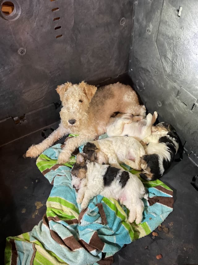 Wire Fox Terrier Puppies media 3