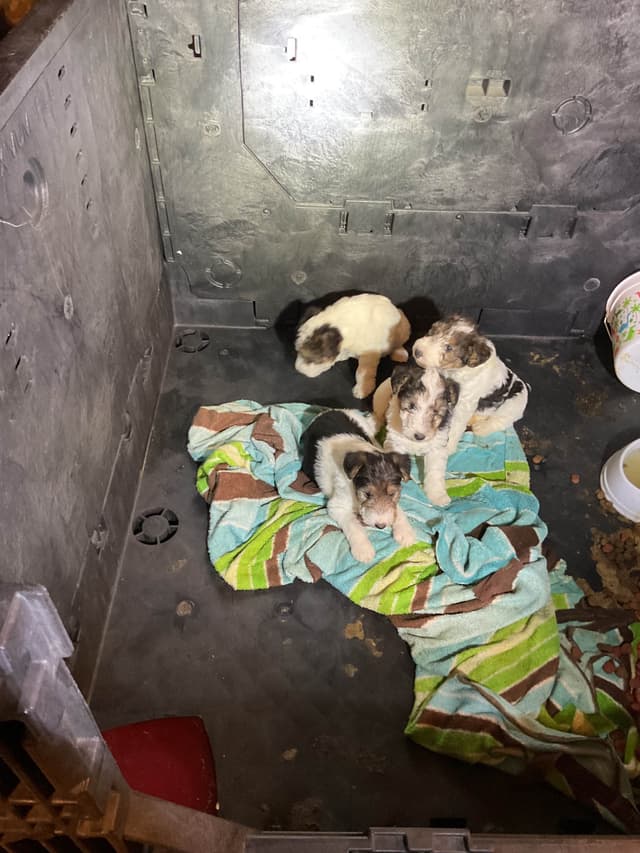 Wire Fox Terrier Puppies media 2