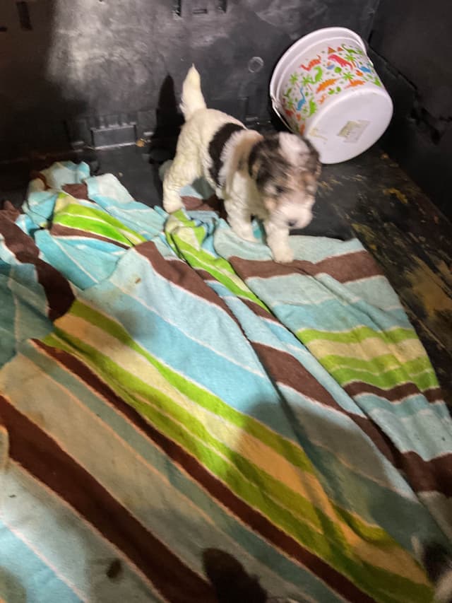 Wire Fox Terrier Puppies media 5