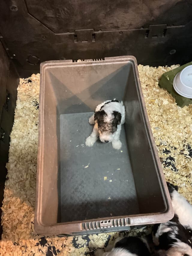 Wire Fox Terrier Puppies media 11