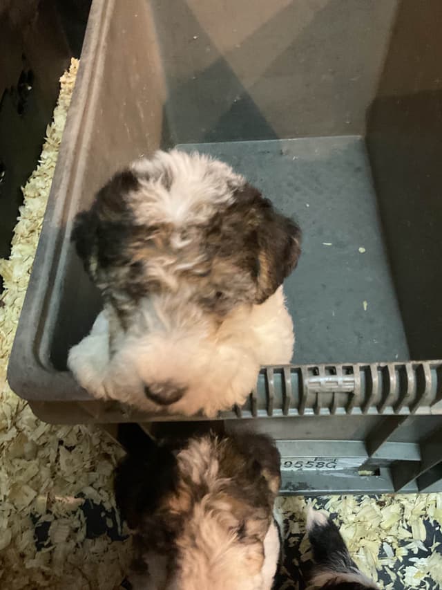 Wire Fox Terrier Puppies media 8