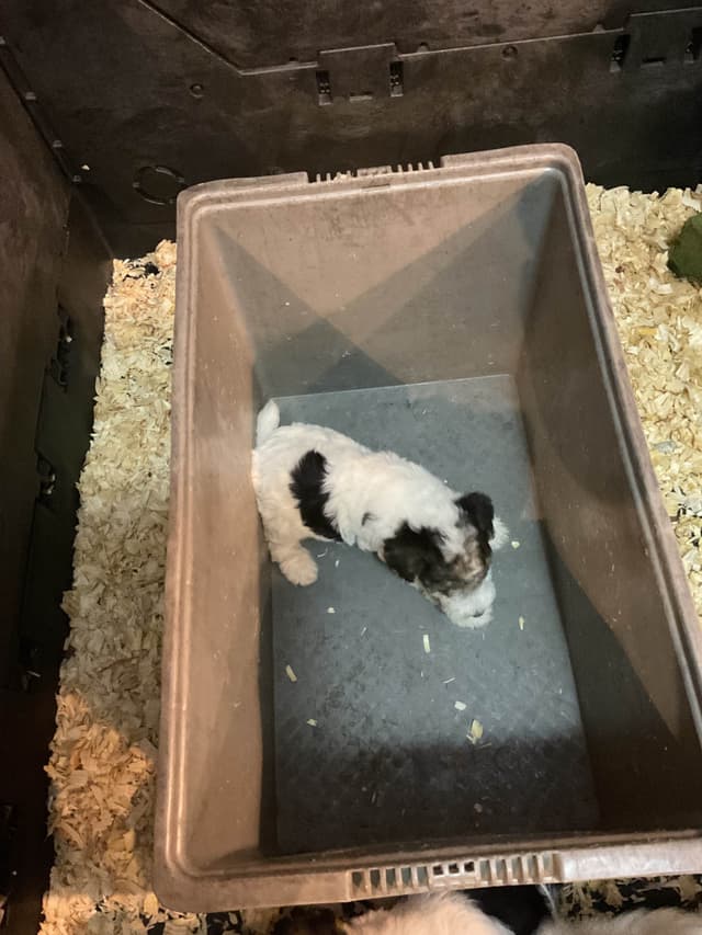 Wire Fox Terrier Puppies media 9