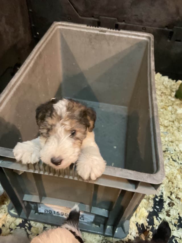 Wire Fox Terrier Puppies media 13