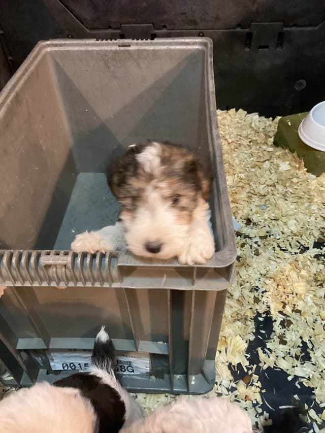 Wire Fox Terrier Puppies media 12