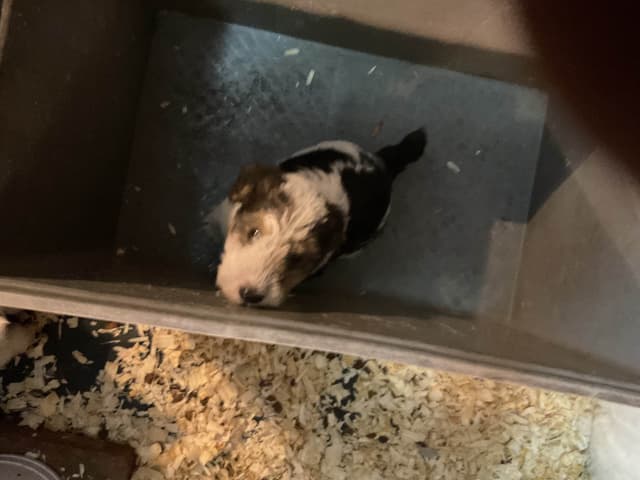 Wire Fox Terrier Puppies media 10