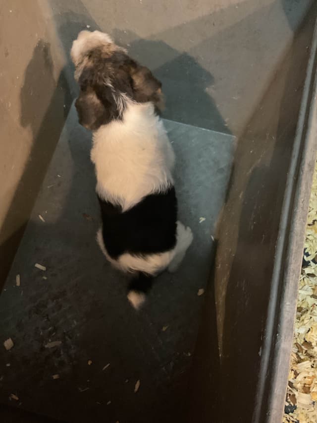 Wire Fox Terrier Puppies media 14