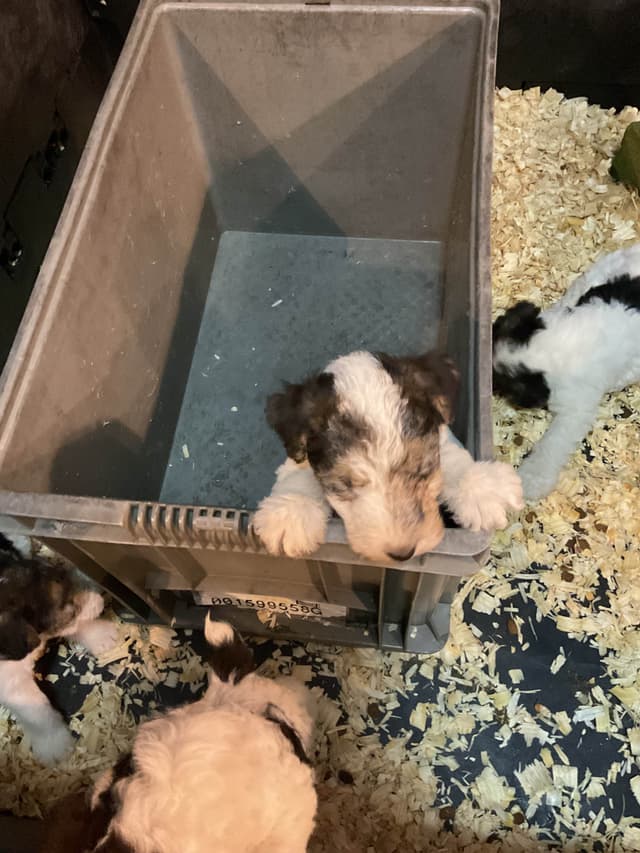 Wire Fox Terrier Puppies media 18