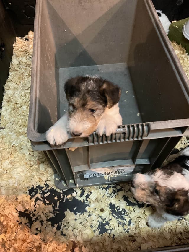 Wire Fox Terrier Puppies media 21